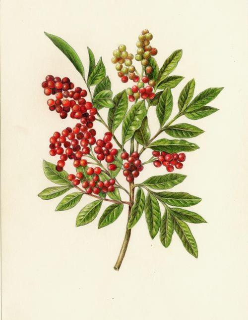 Aroeira